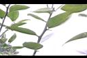 臺灣香檬-刺3.JPG