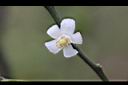 臺灣香檬-花00.jpg