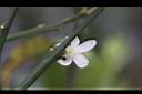 臺灣香檬-花背.jpg