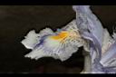 臺灣鳶尾-花-鰭瓣03.JPG