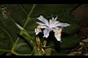 臺灣鳶尾-花03.JPG