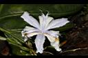 臺灣鳶尾-花59.JPG