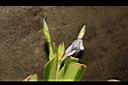 臺灣鳶尾-花苞04.JPG
