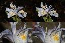 臺灣鳶尾-雄蕊1.jpg