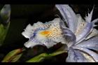 臺灣鳶尾-花-鰭瓣00.JPG