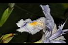 臺灣鳶尾-花-鰭瓣01.JPG
