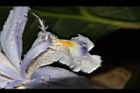 臺灣鳶尾-花-鰭瓣02.JPG