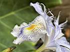 臺灣鳶尾-花-鰭瓣06.JPG