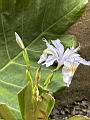 臺灣鳶尾-花00.JPG