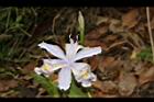 臺灣鳶尾-花06.JPG