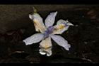 臺灣鳶尾-花17.JPG