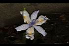 臺灣鳶尾-花20.JPG