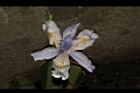 臺灣鳶尾-花21.JPG