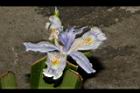臺灣鳶尾-花23.JPG