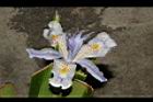 臺灣鳶尾-花26.JPG