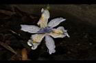 臺灣鳶尾-花28.JPG
