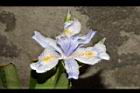 臺灣鳶尾-花30.JPG