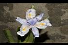 臺灣鳶尾-花35.JPG