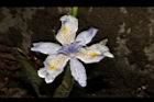 臺灣鳶尾-花37.JPG