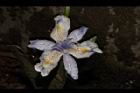 臺灣鳶尾-花38.JPG