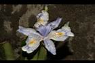 臺灣鳶尾-花39.JPG