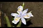 臺灣鳶尾-花42.JPG