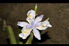 臺灣鳶尾-花44.JPG