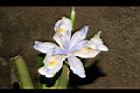 臺灣鳶尾-花45.JPG