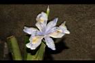 臺灣鳶尾-花46.JPG