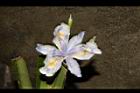 臺灣鳶尾-花48.JPG