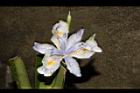臺灣鳶尾-花49.JPG