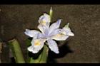 臺灣鳶尾-花50.JPG