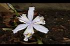 臺灣鳶尾-花51.JPG