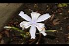 臺灣鳶尾-花52.JPG