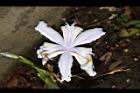 臺灣鳶尾-花54.JPG