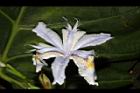 臺灣鳶尾-花58.JPG