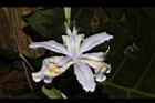 臺灣鳶尾-花63.JPG