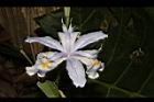 臺灣鳶尾-花64.JPG