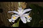 臺灣鳶尾-花65.JPG