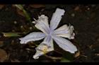 臺灣鳶尾-花68.JPG