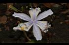 臺灣鳶尾-花71.JPG