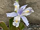 臺灣鳶尾-花73.JPG