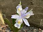 臺灣鳶尾-花80.JPG