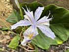 臺灣鳶尾-花84.JPG