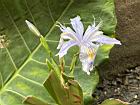 臺灣鳶尾-花85.JPG