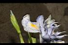 臺灣鳶尾-雄蕊02.JPG