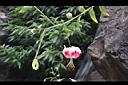 豔紅百合-花15.jpg