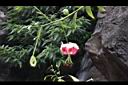豔紅百合-花16.jpg