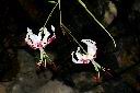 豔紅百合-花25.JPG