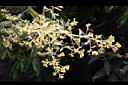 艾納香-花序00.jpg